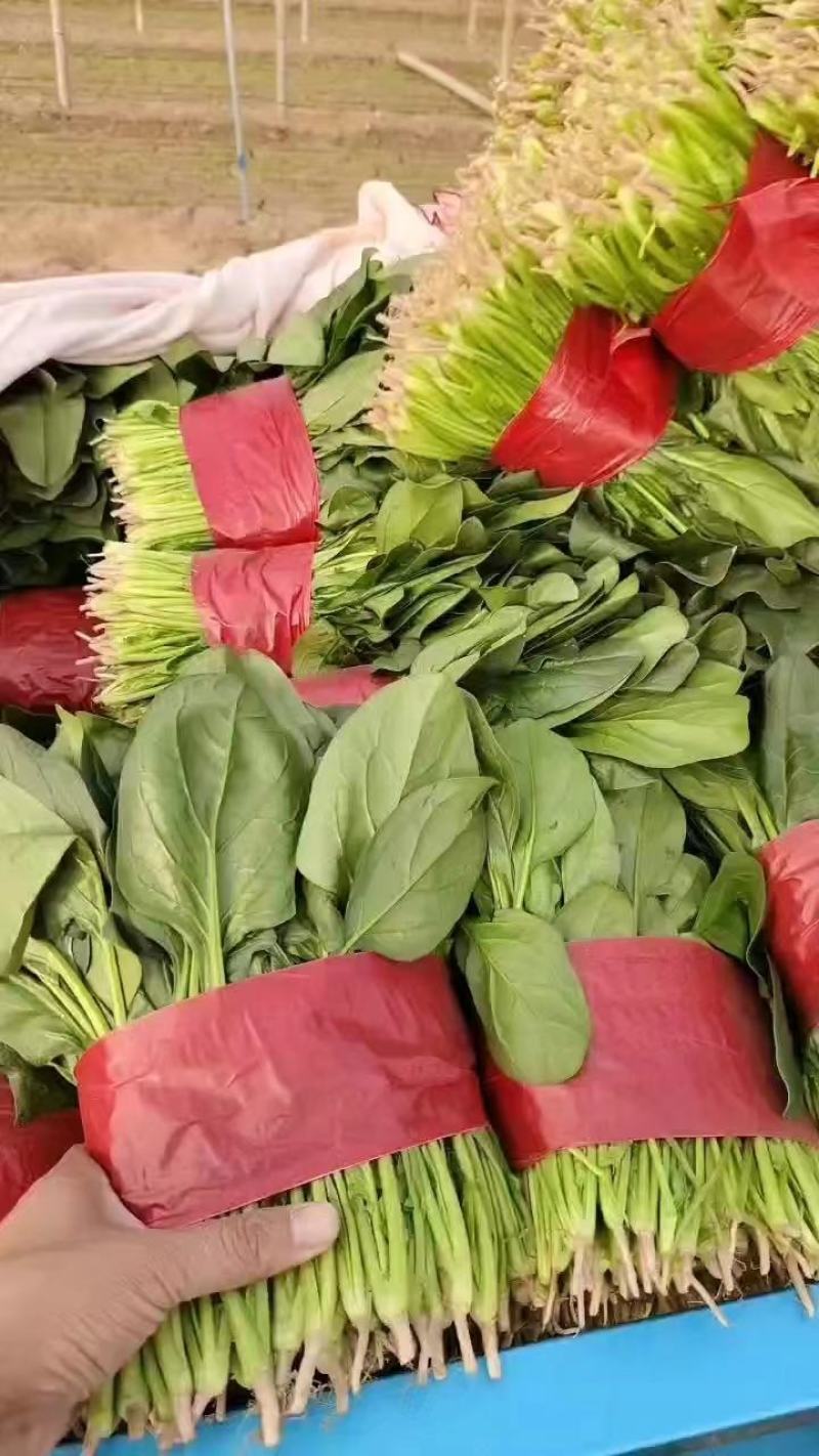 山东菠菜大量上市，对接全国市场，档口，电商平台，量大优惠