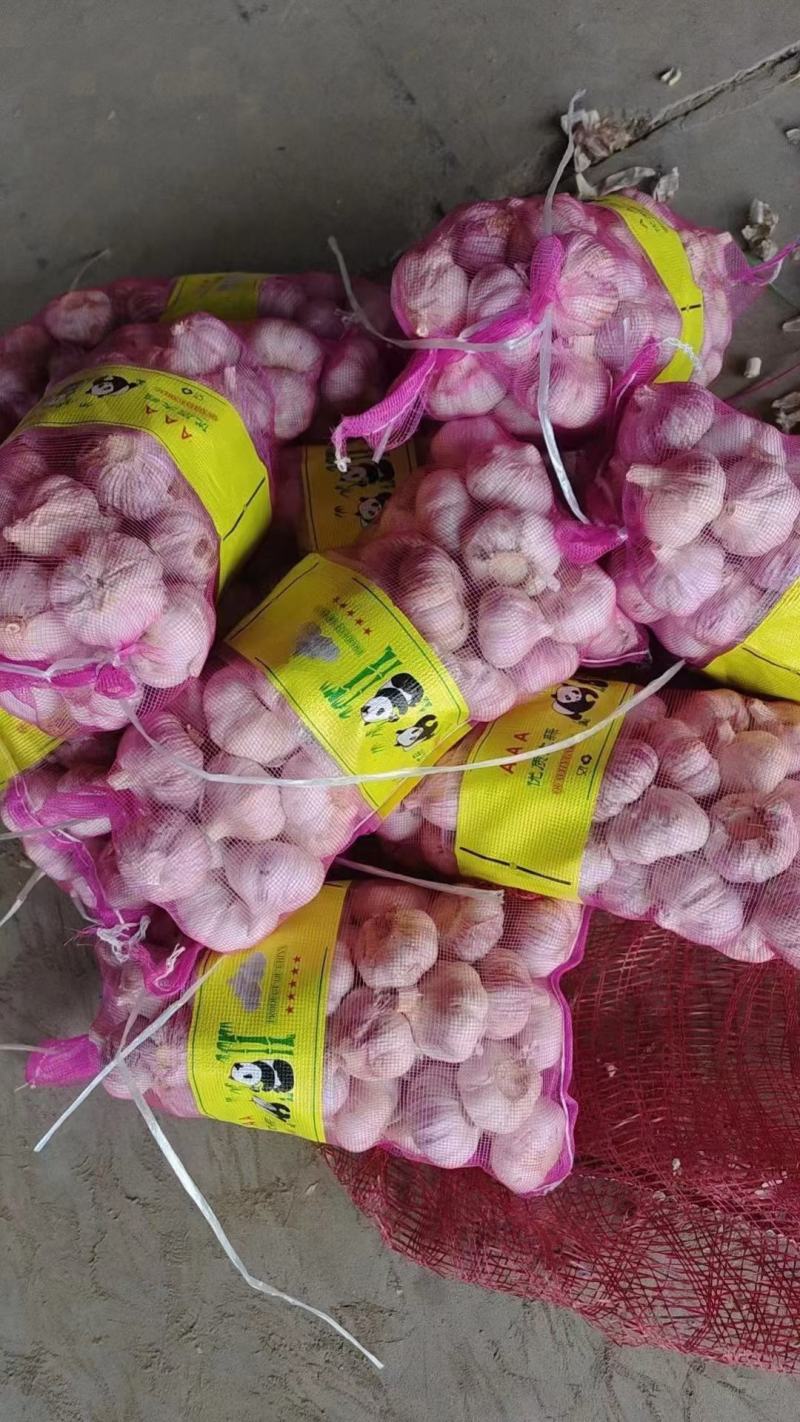 金乡大蒜济宁紫皮大蒜蒜头把子蒜承接进出口批发加工餐饮