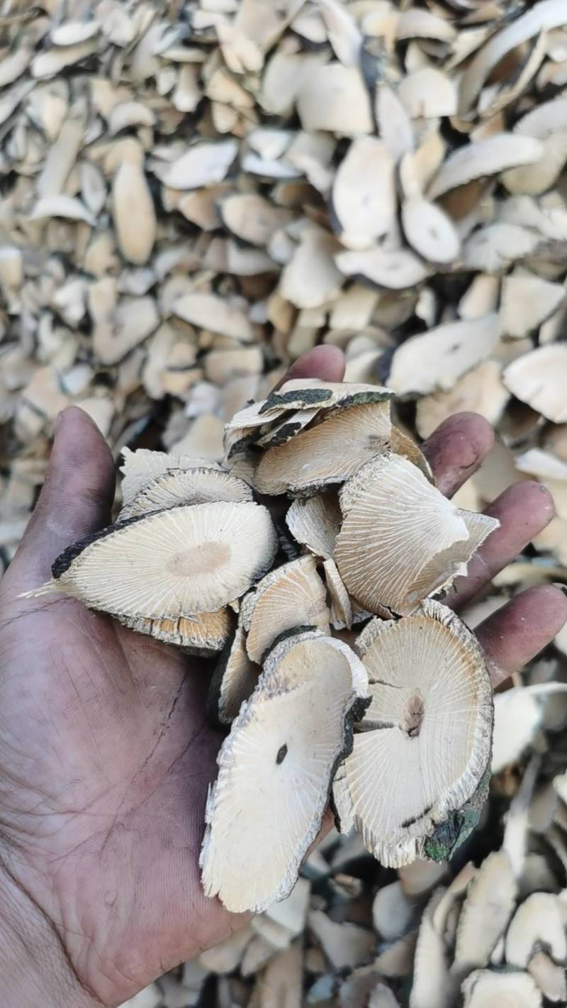 小花清风藤，贵州特产