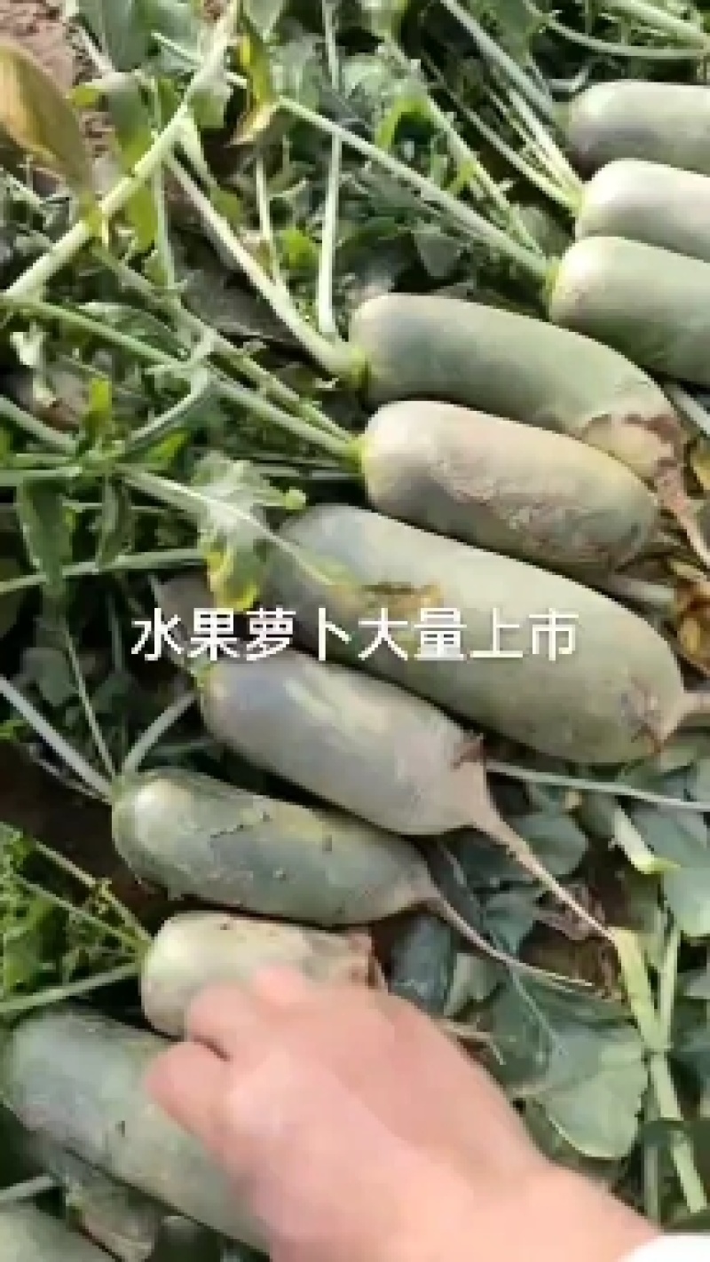 水果萝卜