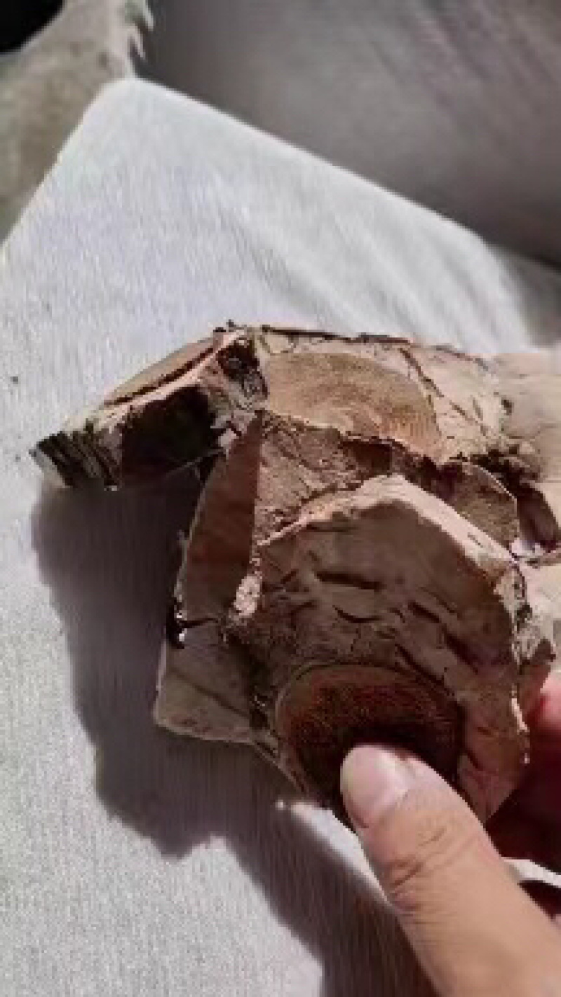 玉林茯神块产地直发保质保量欢迎各地老板选购