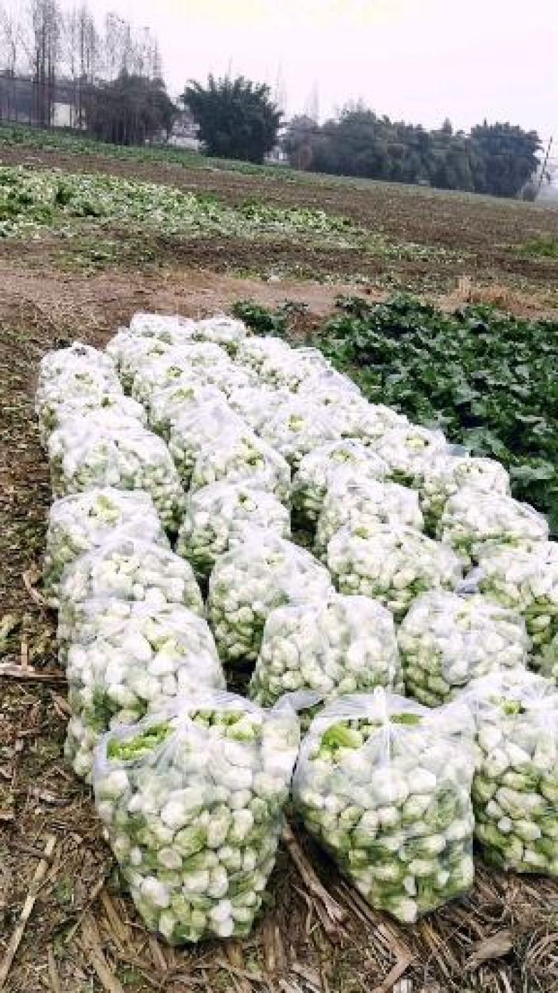 四川广汉精品儿菜