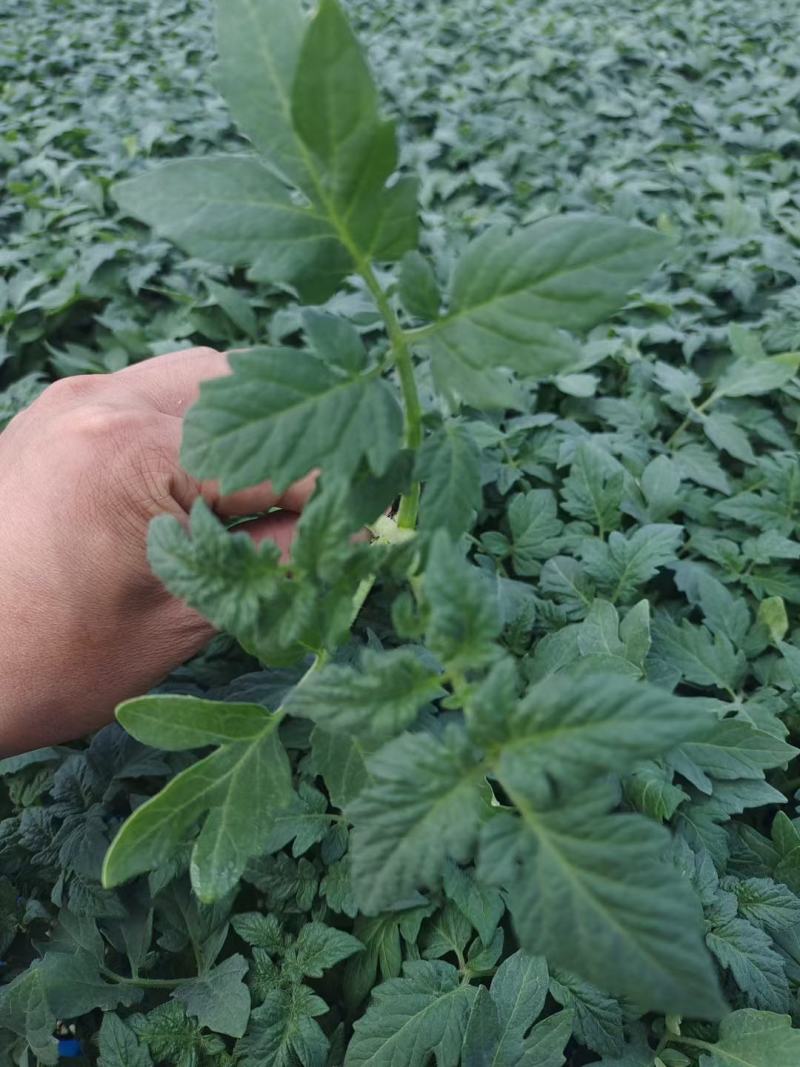 粉果番茄苗，高抗病毒抗TY123抗线虫，基地直发