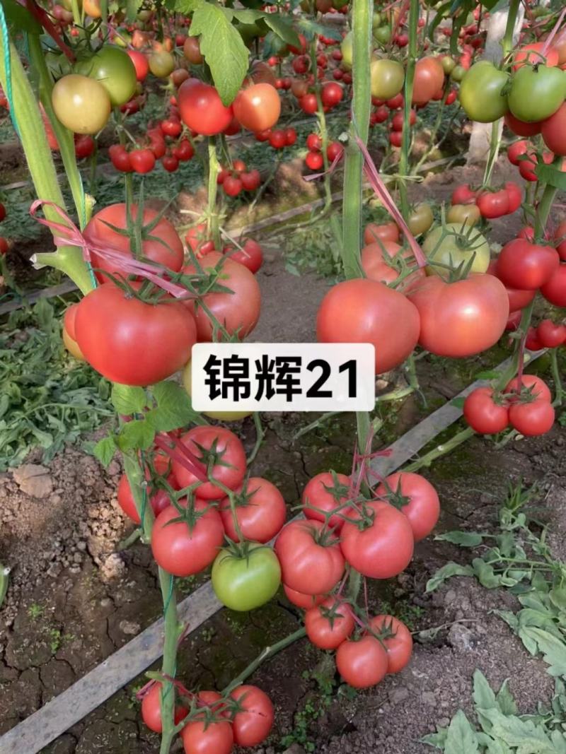 粉果番茄苗，高抗病毒抗TY123抗线虫，基地直发