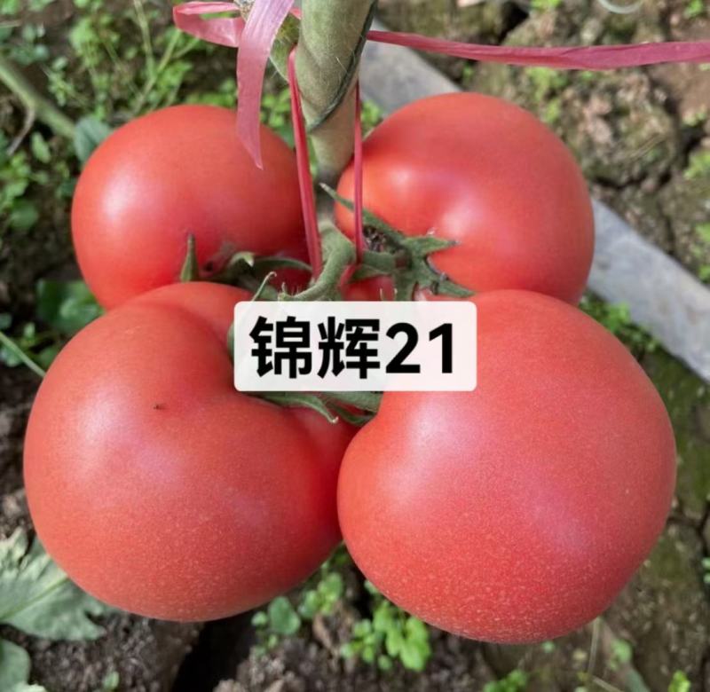 粉果番茄苗，高抗病毒抗TY123抗线虫，基地直发