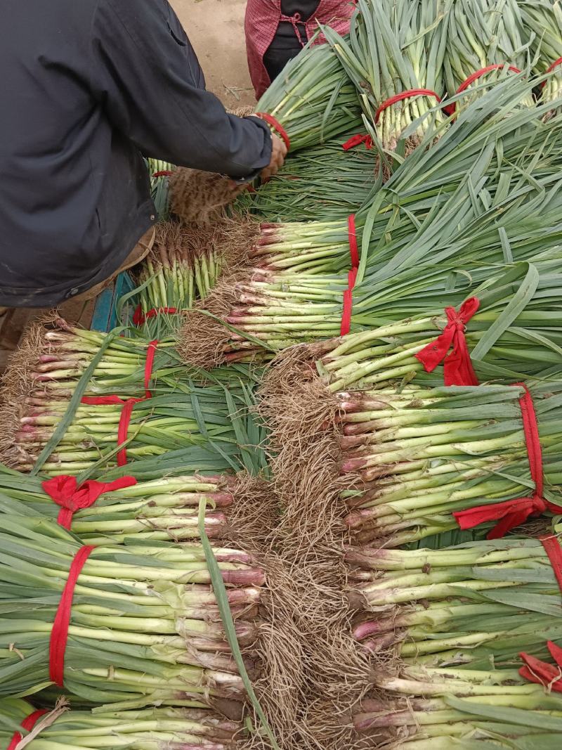 精品红根蒜苗大量上市