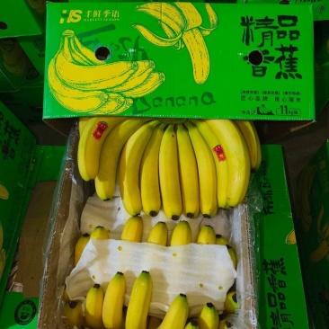 广西南宁，一代苗，超甜，哈威生蕉部代发，20000斤起批