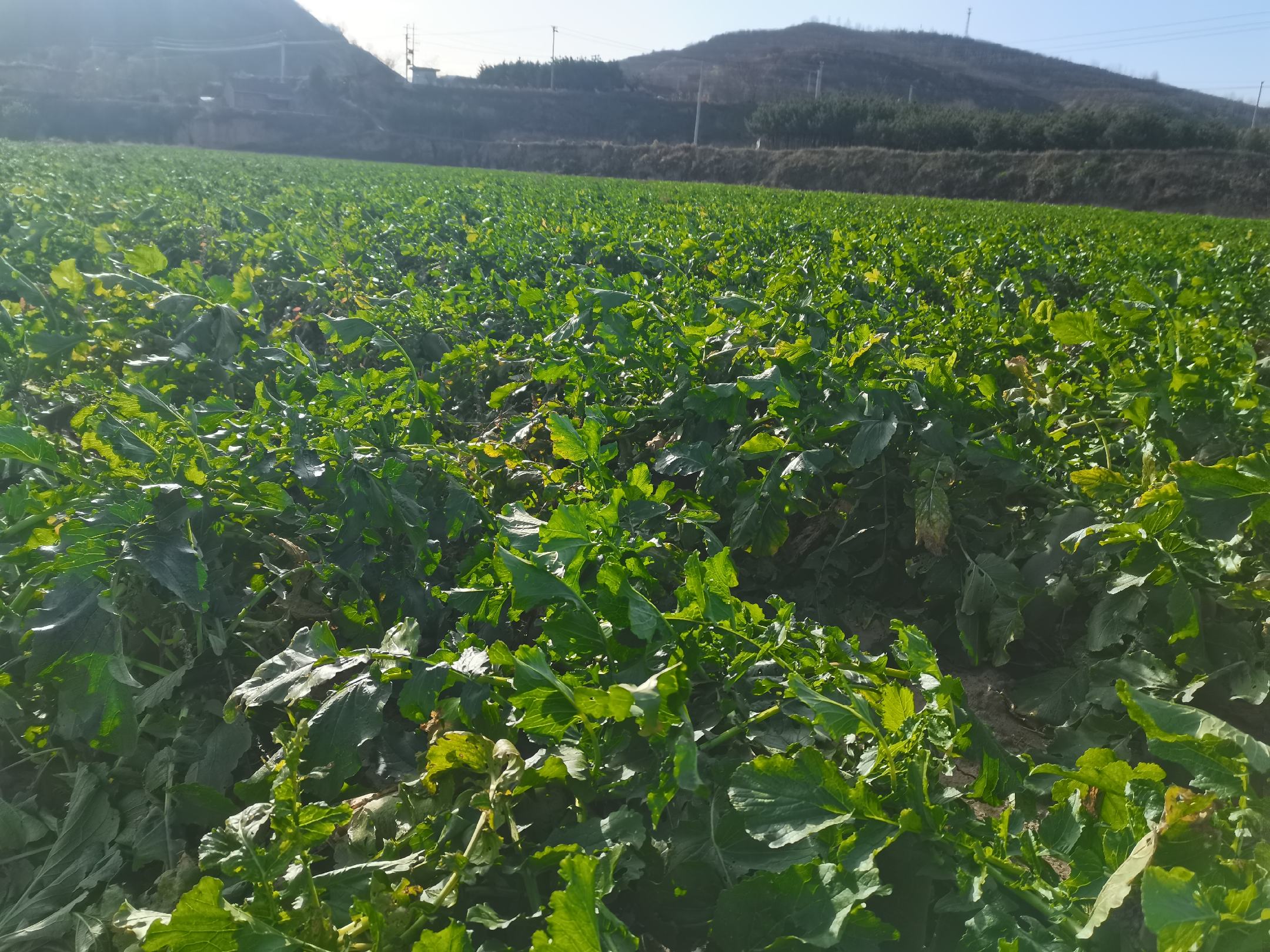 水果萝卜田间生长实景