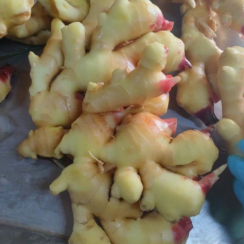 鲜姜生姜价格不高大量上市货源稳定欢迎咨询