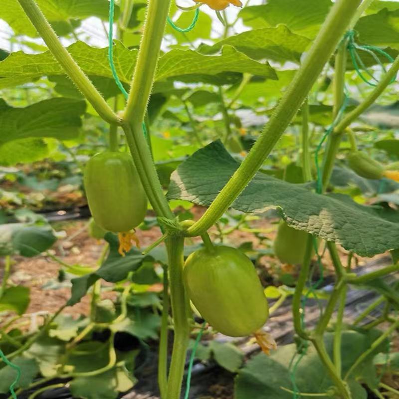 黄瓜苗，嫁接苗，双抗病毒，基地直发