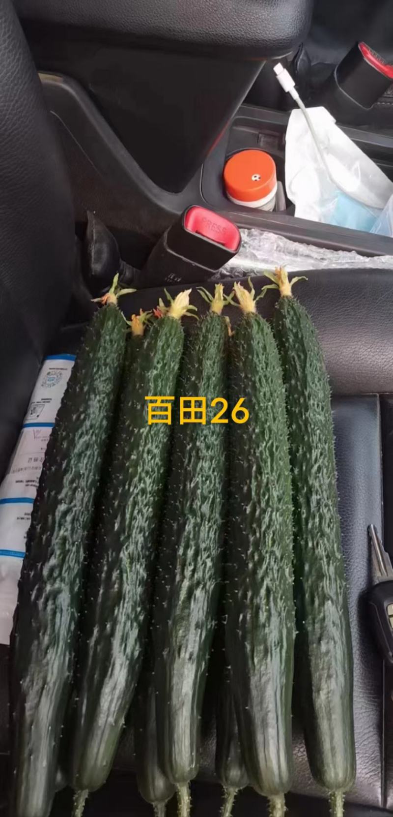 黄瓜苗，嫁接苗，双抗病毒，基地直发