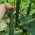 黄瓜苗，嫁接苗，双抗病毒，基地直发