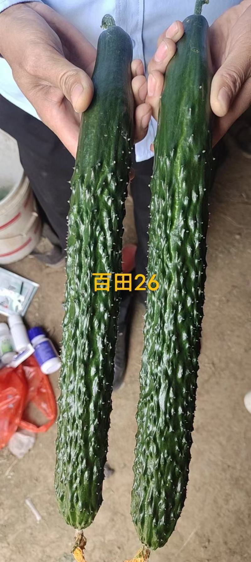 黄瓜苗，嫁接苗，双抗病毒，基地直发