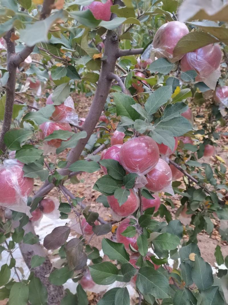 黄心富士