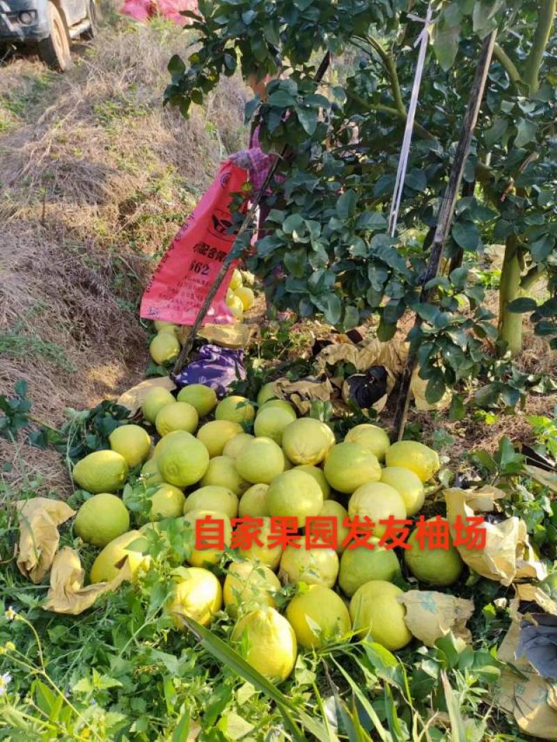 容县自家果园沙田柚