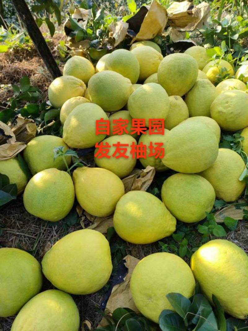 容县自家果园沙田柚