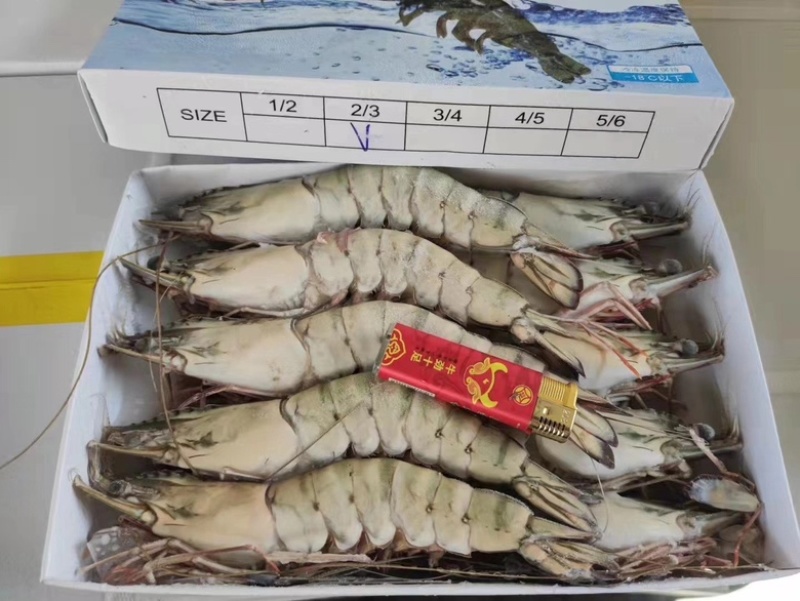 黑虎虾