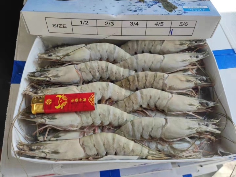 黑虎虾