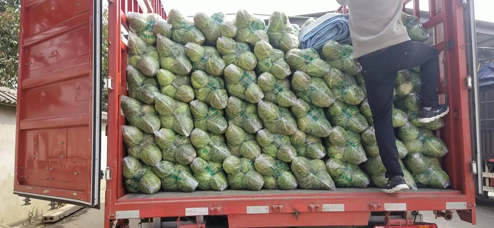 冬季散叶生菜冷链运输装车现场