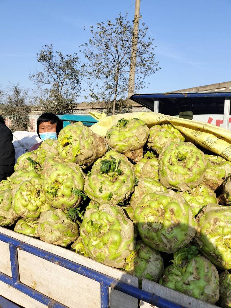 芥菜，一手货源，全国发货
