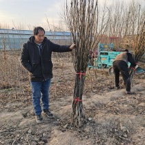 供应梨树苗，秋月早酥红梨晚秋玉露香规格齐全价格低