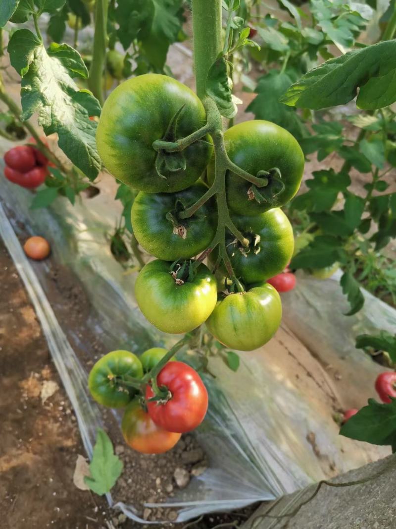 草莓番茄苗，口感脆甜多汁，基地直发