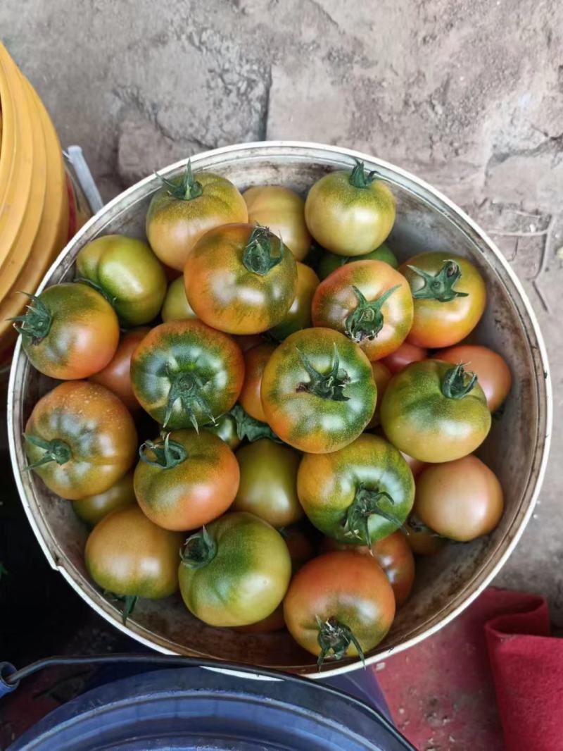 草莓番茄苗，口感脆甜多汁，基地直发