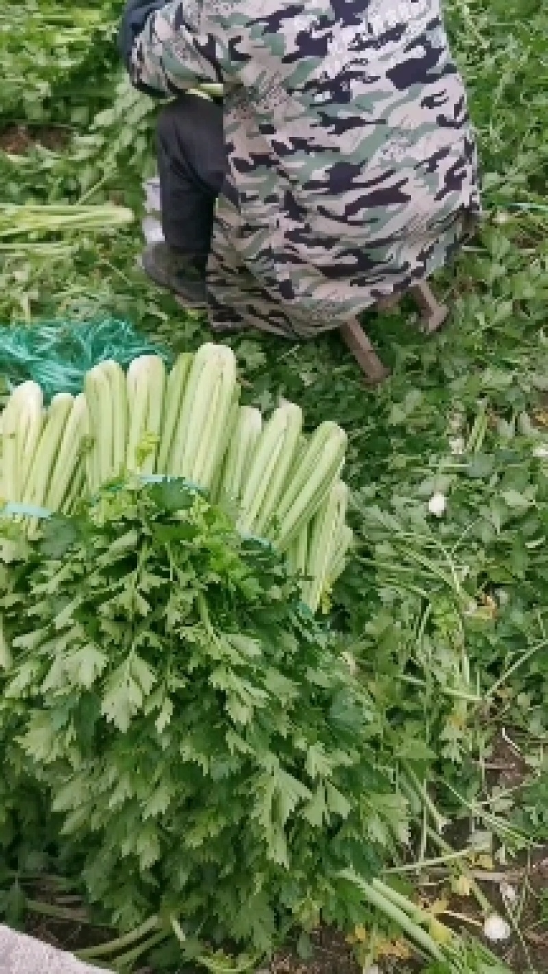 【产地批发】精品西芹一手货源质优价廉代发全国保质