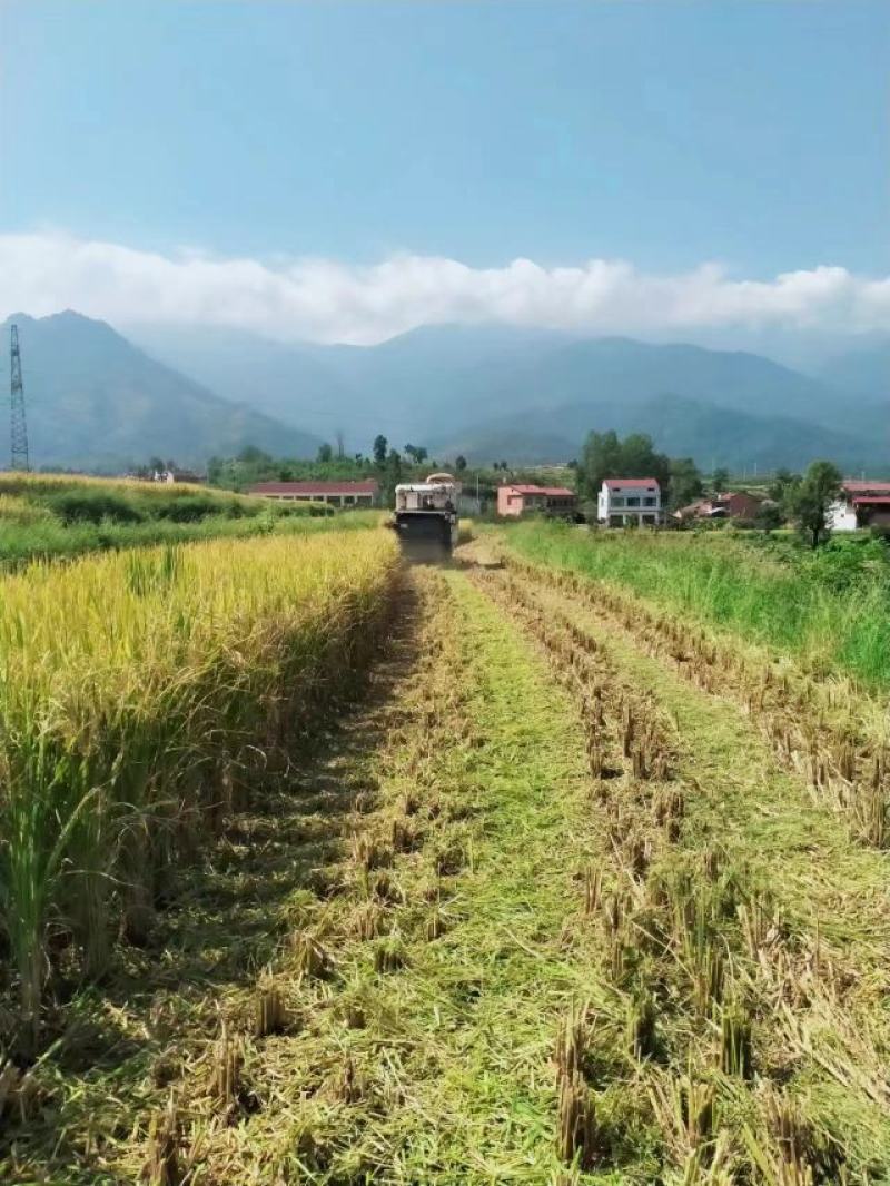 【推荐】陕西茉莉香香米，供应电商市场，量大价优一件代发