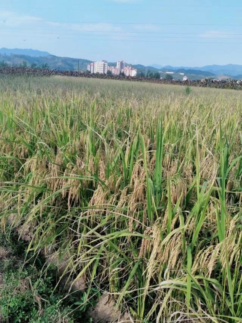 【推荐】陕西茉莉香香米，供应电商市场，量大价优一件代发