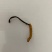 冬虫夏草虫草2根1克四川虫草滋补养生中药材虫草花干货泡酒