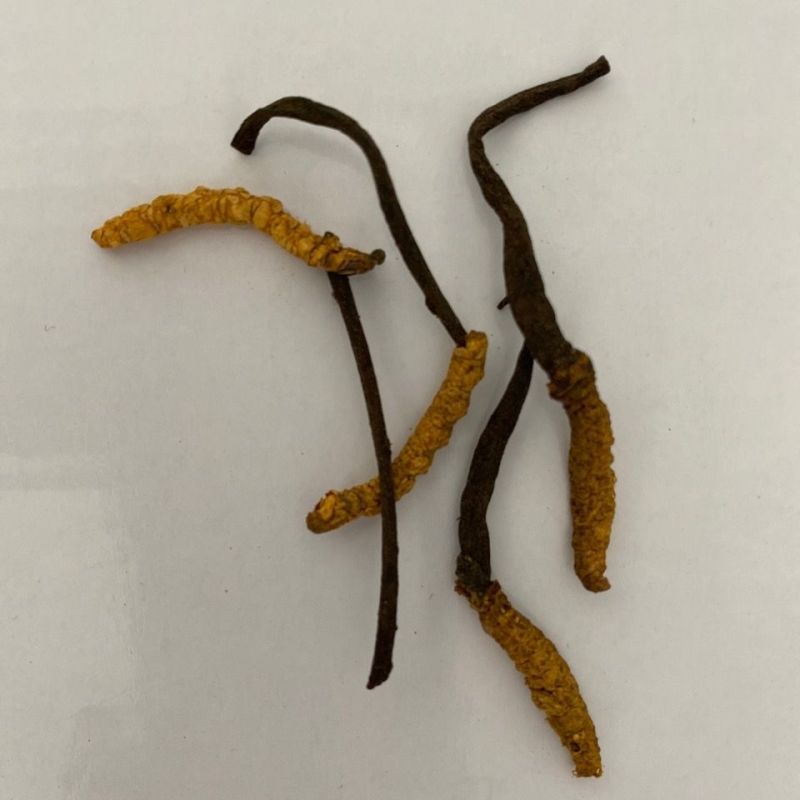 冬虫夏草虫草2根1克四川虫草滋补养生中药材虫草花干货泡酒