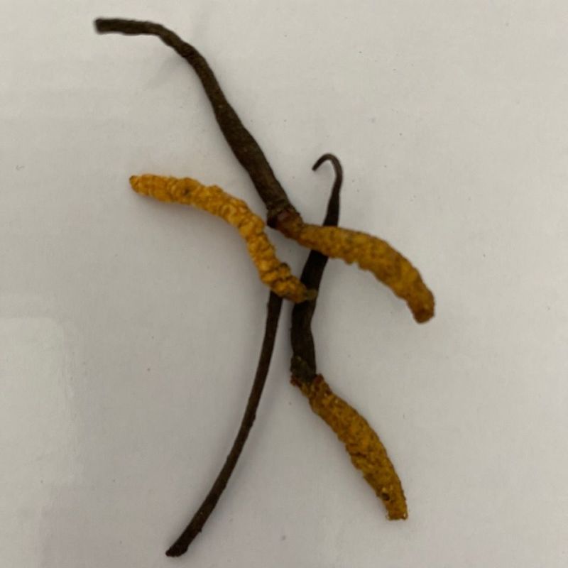 冬虫夏草虫草2根1克四川虫草滋补养生中药材虫草花干货泡酒