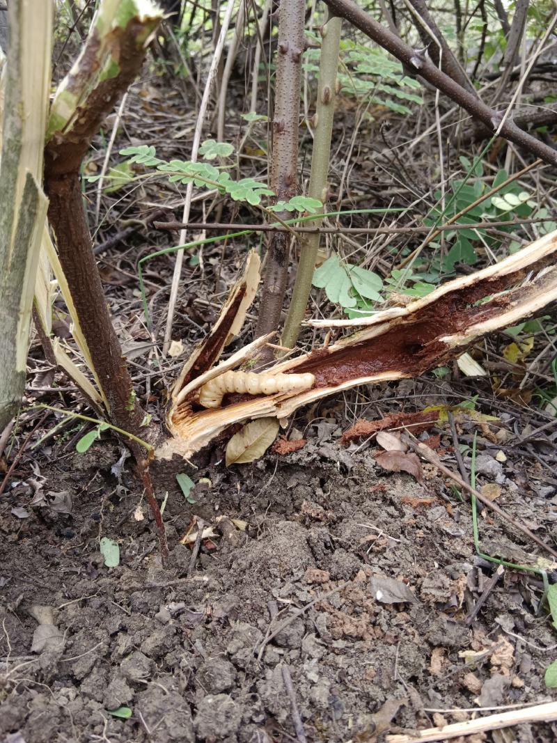 斗米虫云实树蛀虫