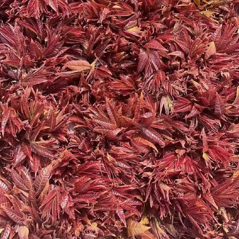精品红香椿芽，产地直销，直发全国！各种规格都有。
