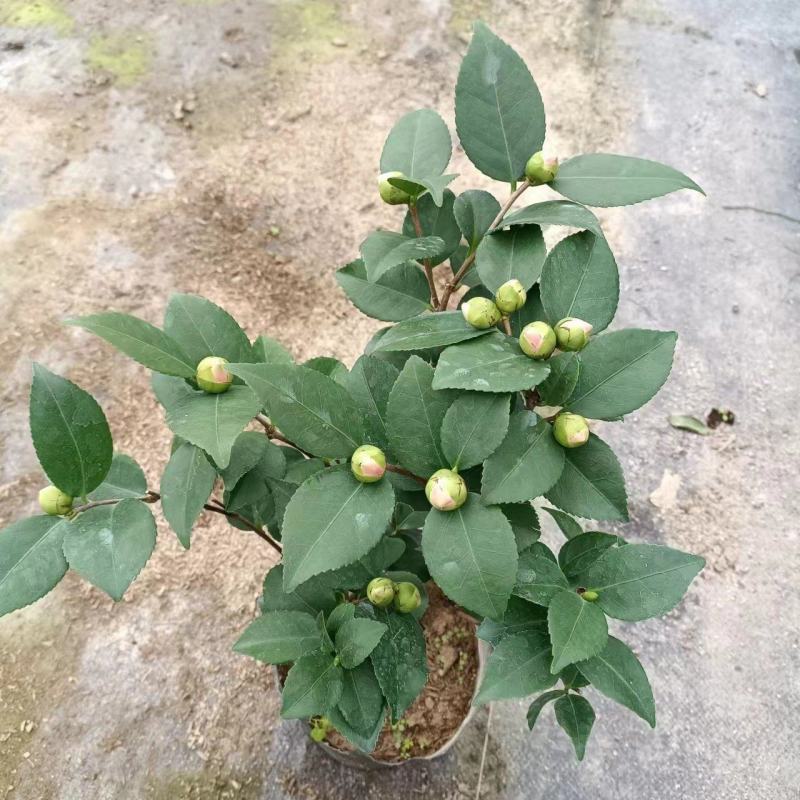 小香茶花，产地直供，一手货源，大量接单，价格低