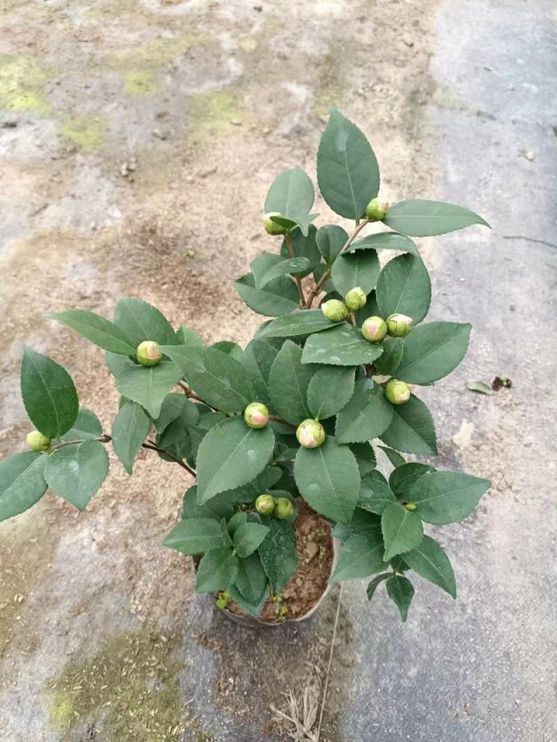 小香茶花，产地直供，一手货源，大量接单，价格低