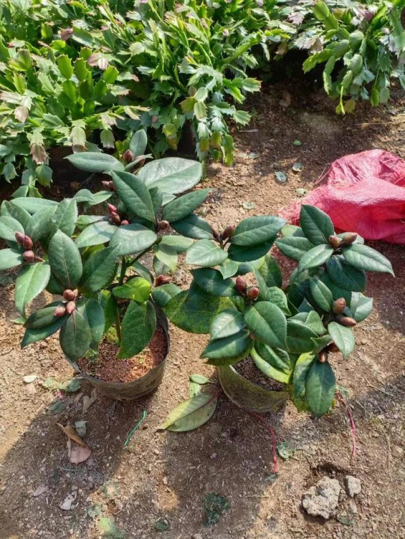 黑玫瑰紫叶贝拉，产品供应，品质保证，诚信商家，价格优惠