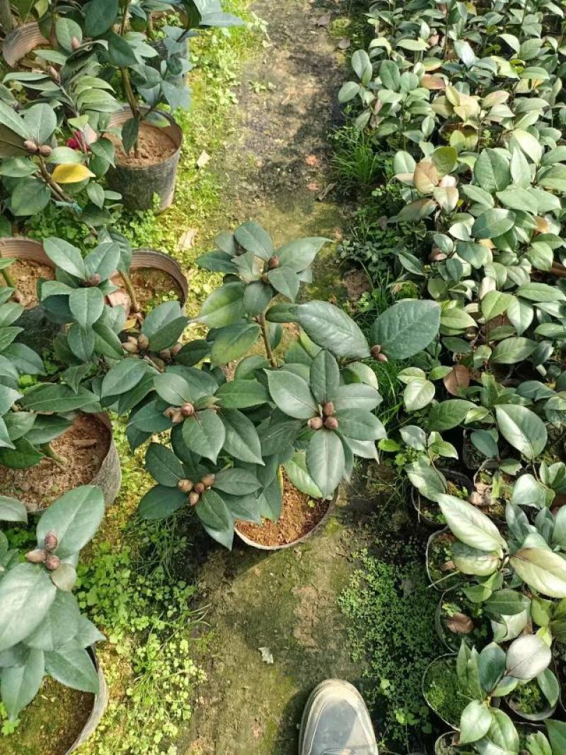 黑玫瑰紫叶贝拉，产品供应，品质保证，诚信商家，价格优惠