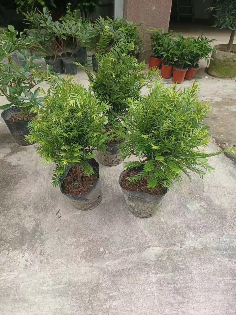 红豆杉盆栽大量供应，规格齐全，质量保证，欢迎合作