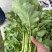 油菜苔，青油菜，长度15厘米以下精品长度20至30厘米。
