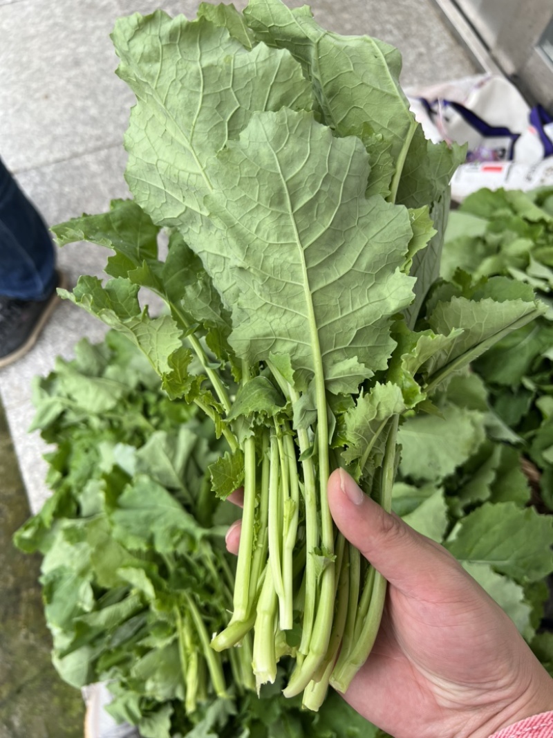 油菜苔，青油菜，长度15厘米以下精品长度20至30厘米。