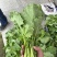 油菜苔，青油菜，长度15厘米以下精品长度20至30厘米。