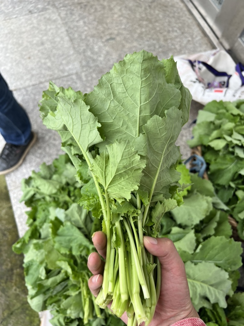 油菜苔，青油菜，长度15厘米以下精品长度20至30厘米。