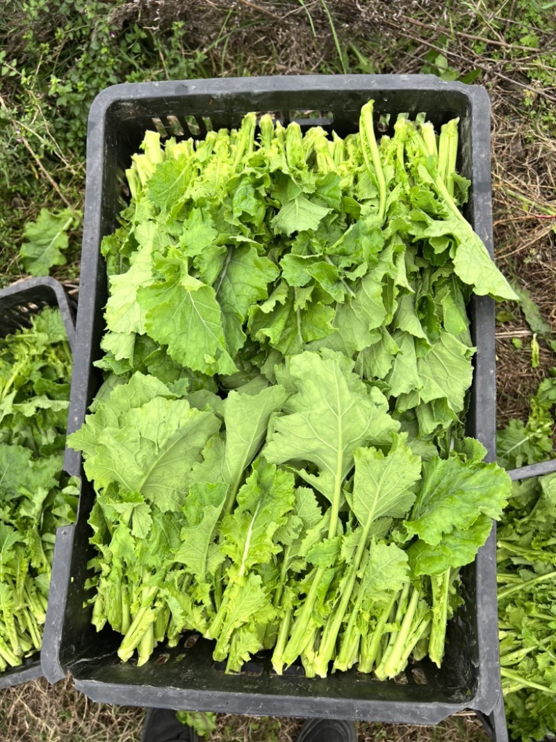油菜苔，青油菜，长度15厘米以下精品长度20至30厘米。