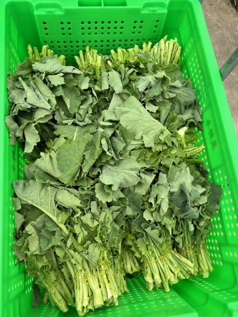 油菜苔，青油菜，长度15厘米以下精品长度20至30厘米。