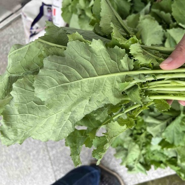 油菜苔，青油菜，长度15厘米以下精品长度20至30厘米。