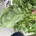 油菜苔，青油菜，长度15厘米以下精品长度20至30厘米。