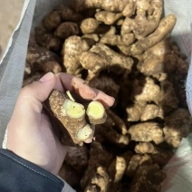 山东姜母姜巴，大量供应对接电商商超平台