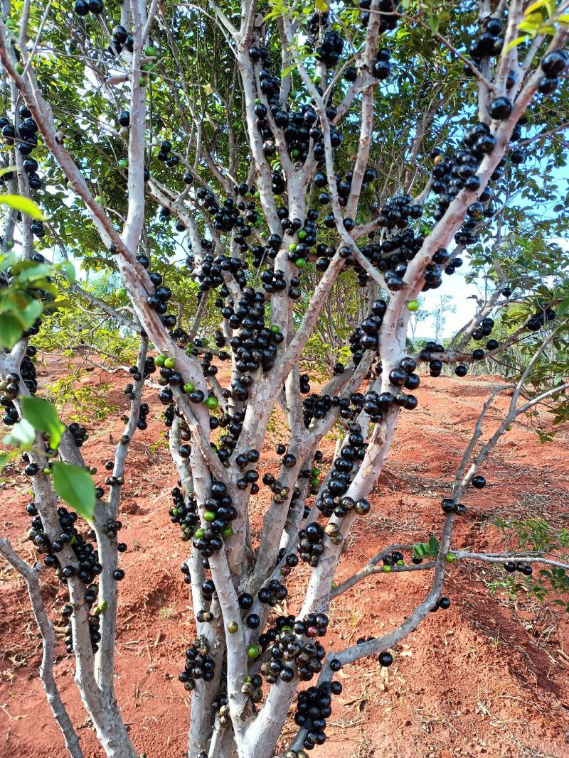 嘉宝果（树葡萄）